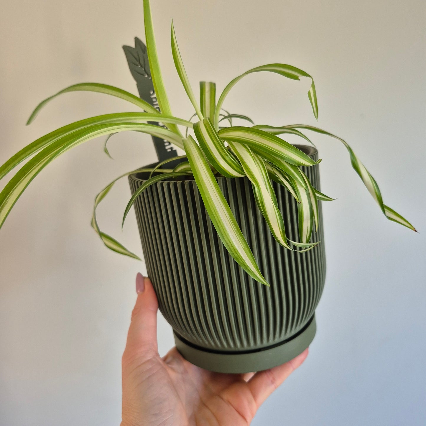 Aspire Indoor Plant Pot